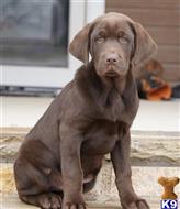 labrador retriever puppy posted by Lauren Goudie